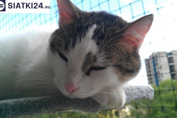 Siatki Bochnia - Siatka na balkony dla kota i zabezpieczenie dzieci dla terenów Bochni