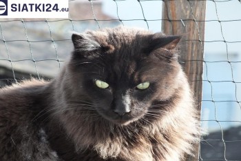 Siatki Bochnia - Zabezpieczenie balkonu siatką - Kocia siatka - bezpieczny kot dla terenów Bochni